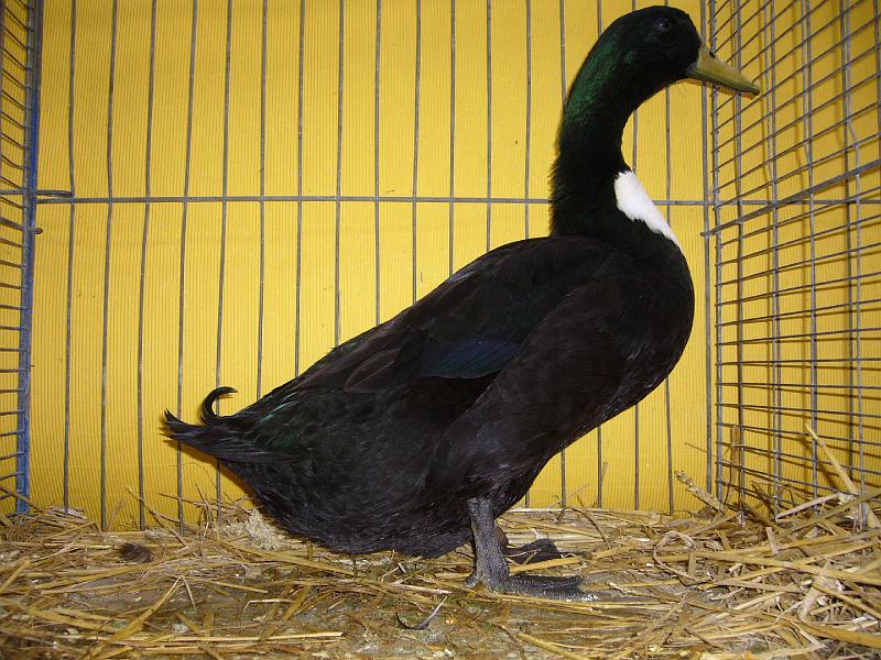 Hannover 2008 165.jpg - Pommernenten schwarz von Dietrich Schuchardt Preis Hv 96 MB